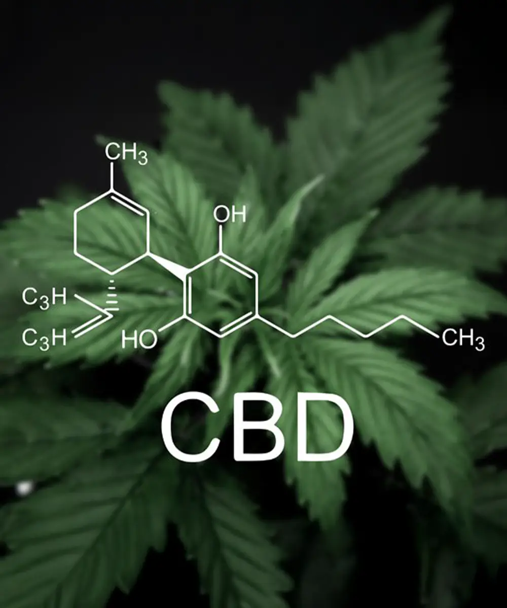Hanfblatt mit CBD Formel, Erklärung der Wirkung von CBD